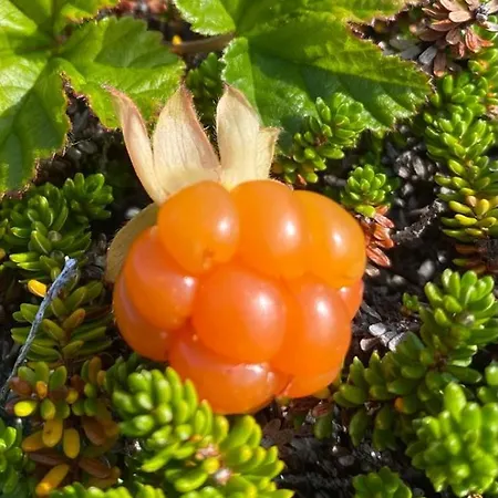 Hybelleilighet Med Kjokkenkrok Og Bad *